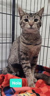 adoptable Cat in Richmond, IN named Nola