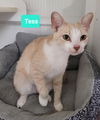 adoptable Cat in Richmond, IN named Tess