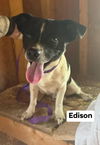 adoptable Dog in  named Edison