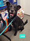 adoptable Dog in  named June