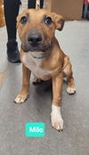 adoptable Dog in  named Milo
