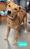 adoptable Dog in  named Vandor