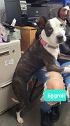 adoptable Dog in  named Eggroll