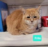 adoptable Cat in , IN named Frito