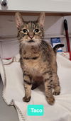adoptable Cat in , IN named Taco