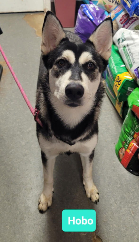 adoptable Dog in Richmond, IN named Hobo