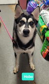 adoptable Dog in  named Hobo