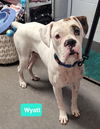 adoptable Dog in , IN named Wyatt