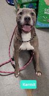 adoptable Dog in  named Kermit