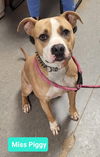 adoptable Dog in  named Miss Piggy