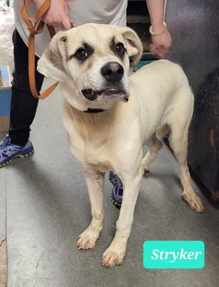 STRYKER-SPONSORED - Great Pyrenees / Shepherd available for adoption