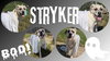 Stryker-Sponsored - Photo 2