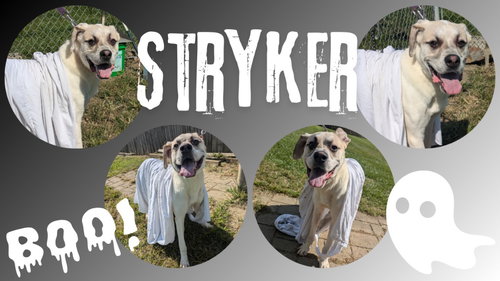 STRYKER-SPONSORED - Great Pyrenees / Shepherd available for adoption