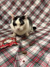 Mr. Lilly - Photo 1