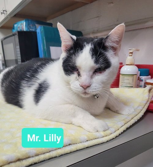 MR. LILLY - Domestic Short Hair available for adoption