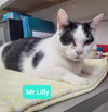 Mr. Lilly - Photo 3