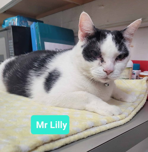 Photo 3 of Mr. Lilly