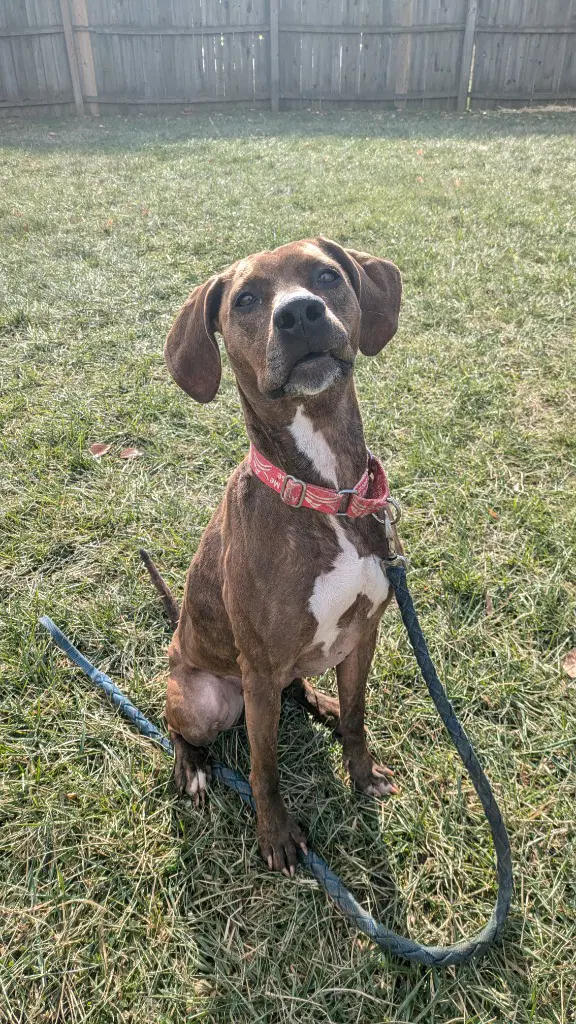 Maggie - Hound