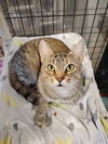 Cinnamon - Photo 1
