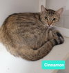 Cinnamon - Photo 2