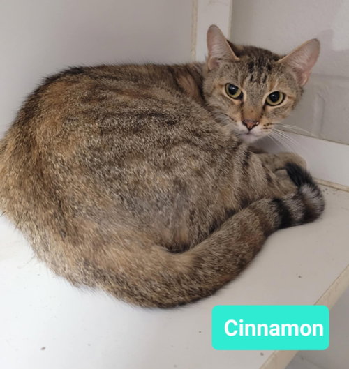 CINNAMON - Domestic Short Hair available for adoption