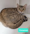 Cinnamon - Photo 3