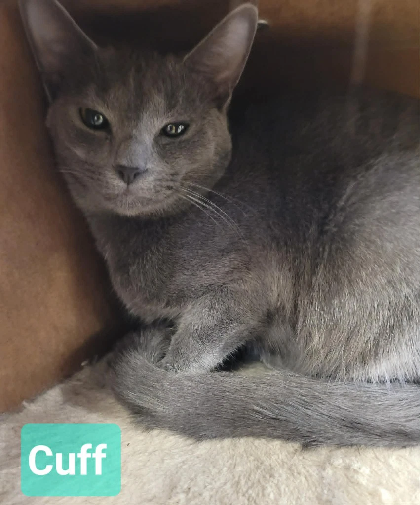 Cuff