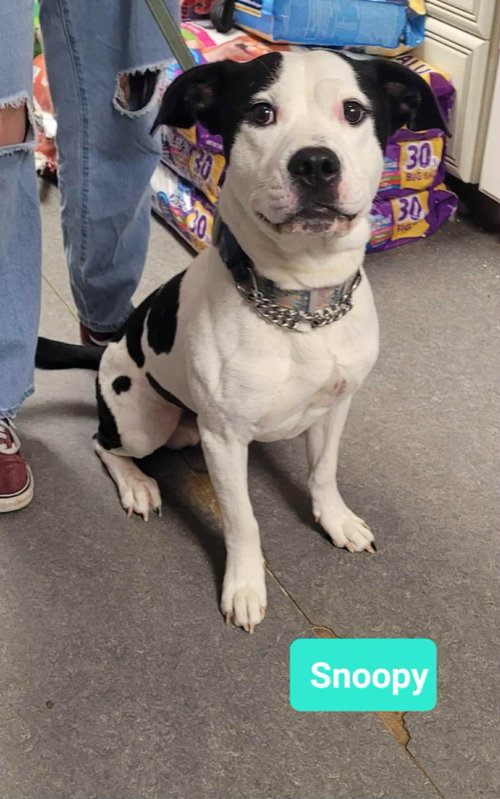 SNOOPY - Pit Bull Terrier available for adoption