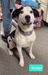 Snoopy - Photo 2