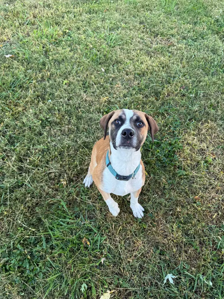 Snickers - Boxer