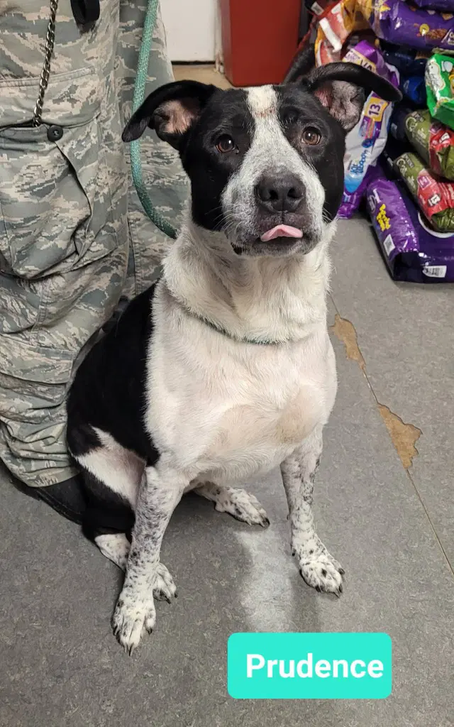 Prudence - Border Collie