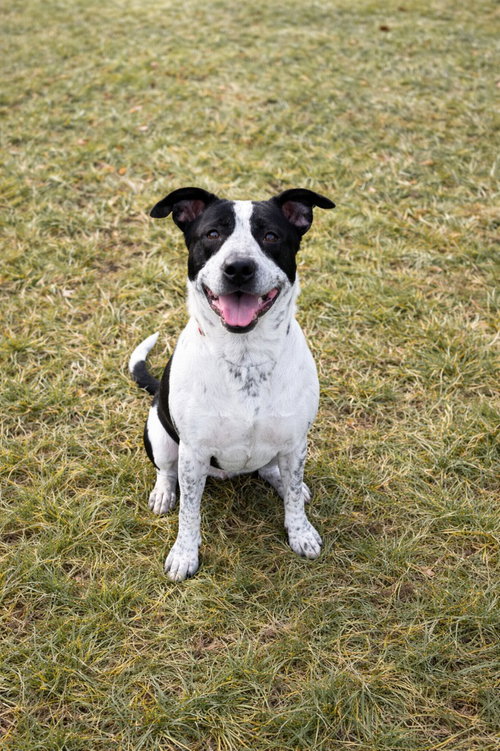 PRUDENCE - Border Collie / Labrador Retriever available for adoption
