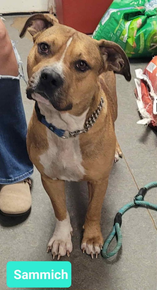 Sammich, an adoptable American Staffordshire Terrier in Richmond, IN