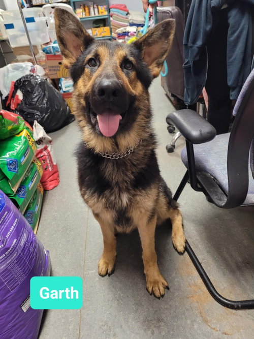 picture of the dog needing adoption