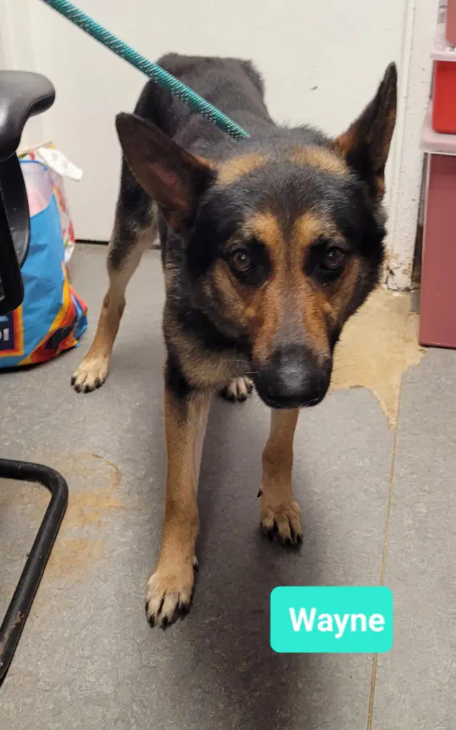 Wayne-Sponsored - German Shepherd Dog