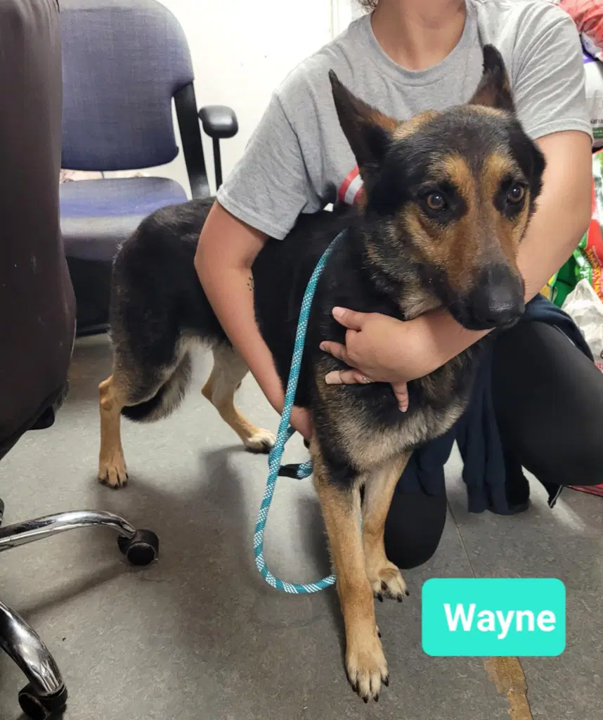 Wayne-Sponsored image 4