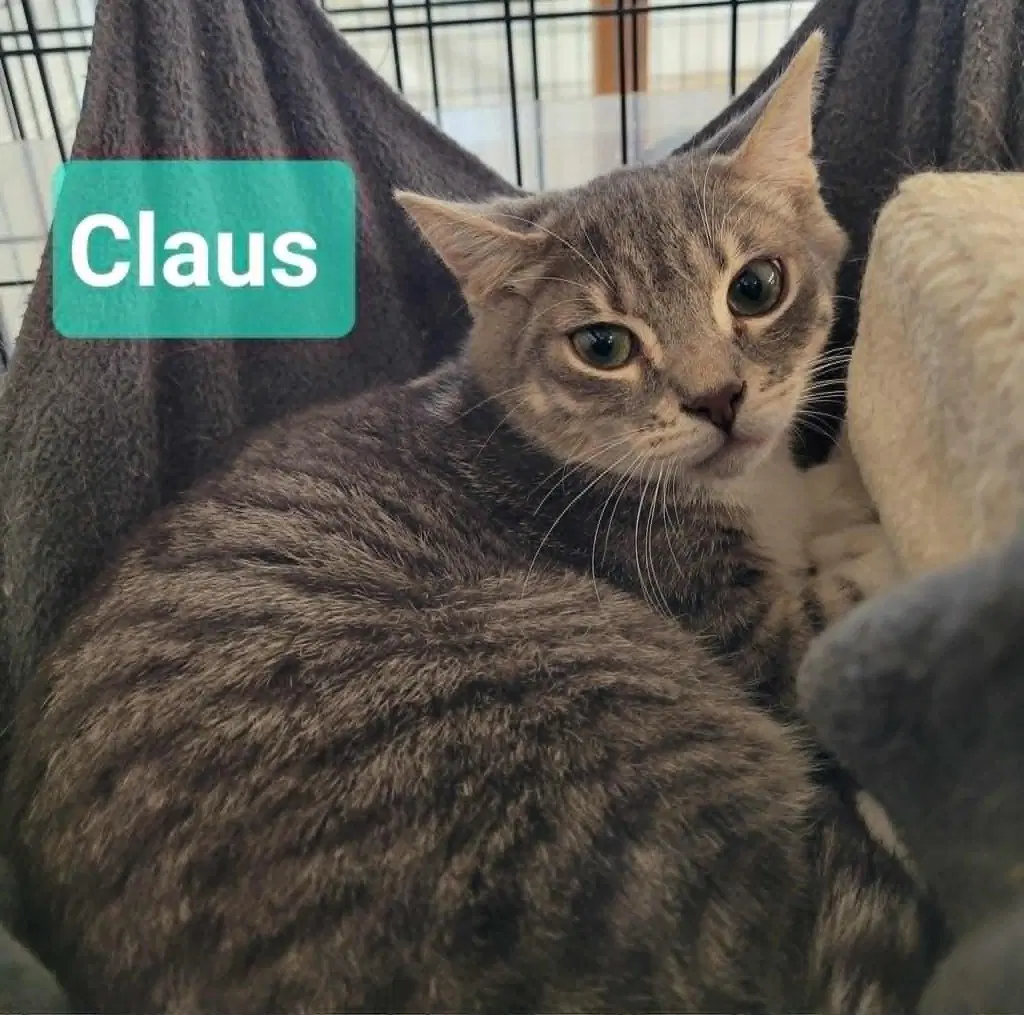 Claus - Domestic Short Hair