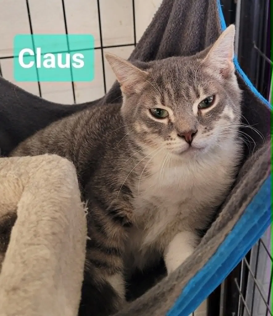 Claus image 2