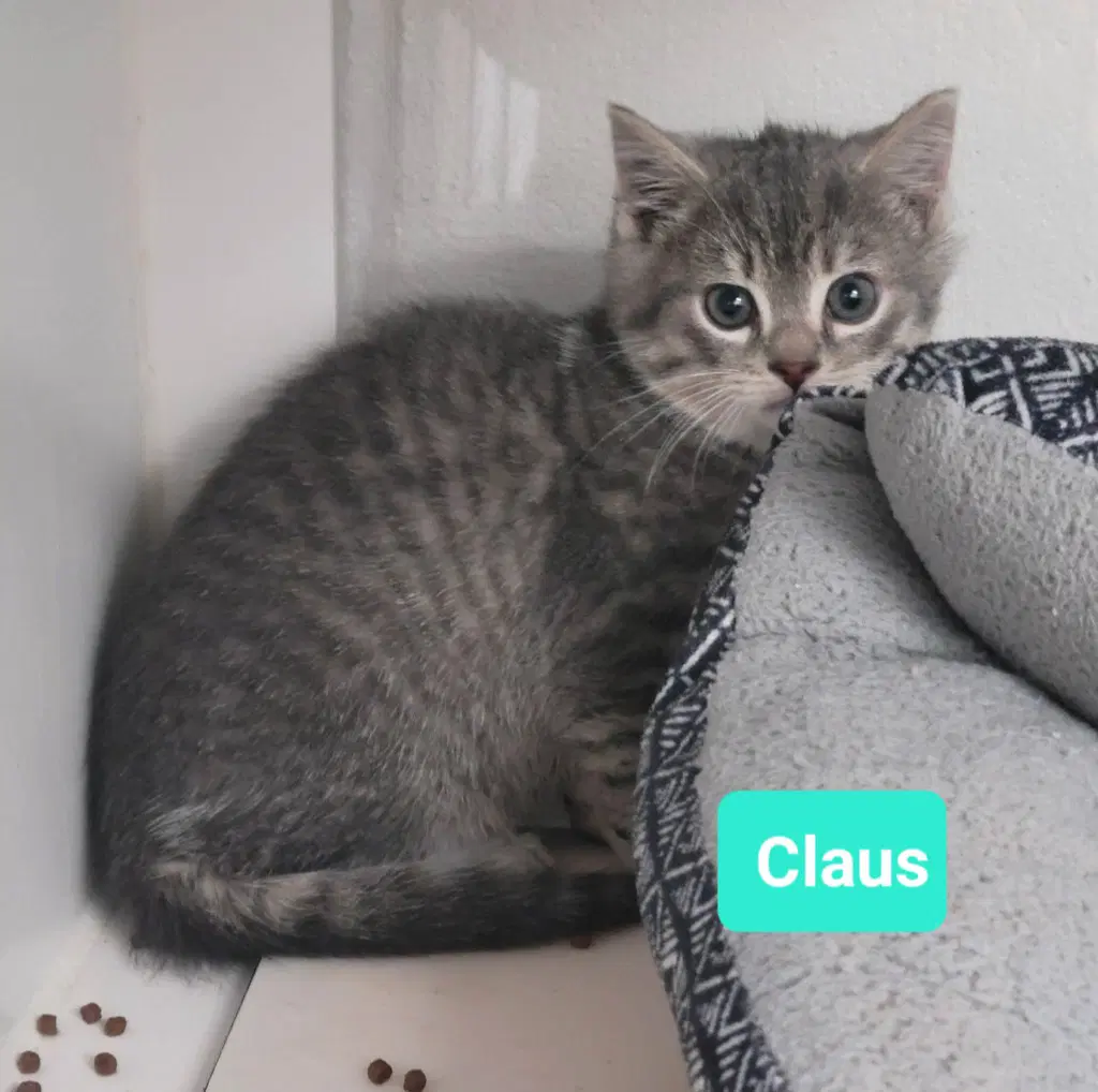 Claus image 3