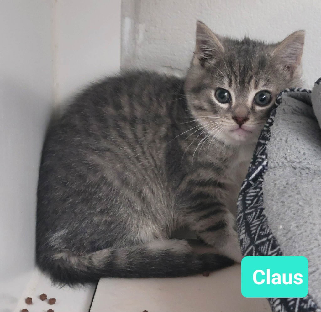 Claus, photo 4