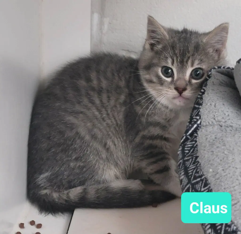 Claus image 4