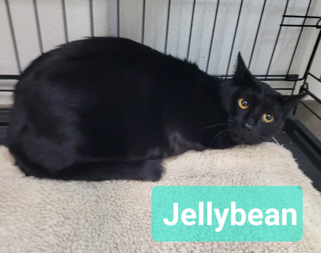 Jelly Bean Image