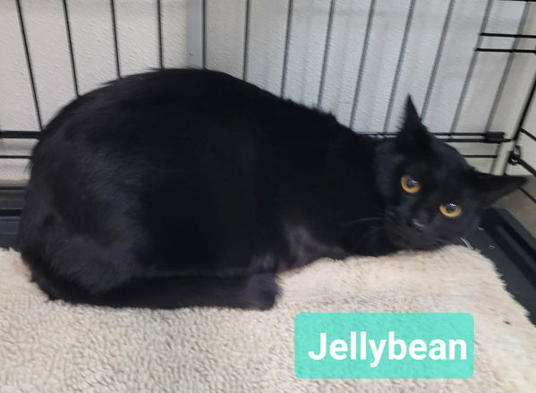 Jelly Bean