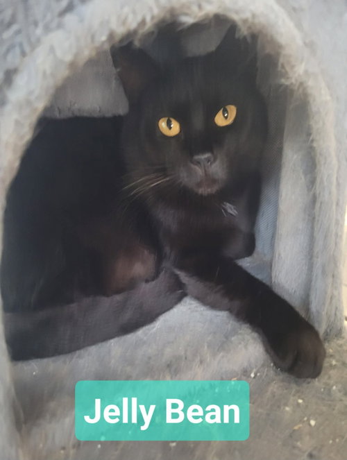 picture of the cat needing adoption