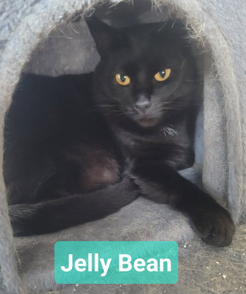 Photo 2 of Jelly Bean