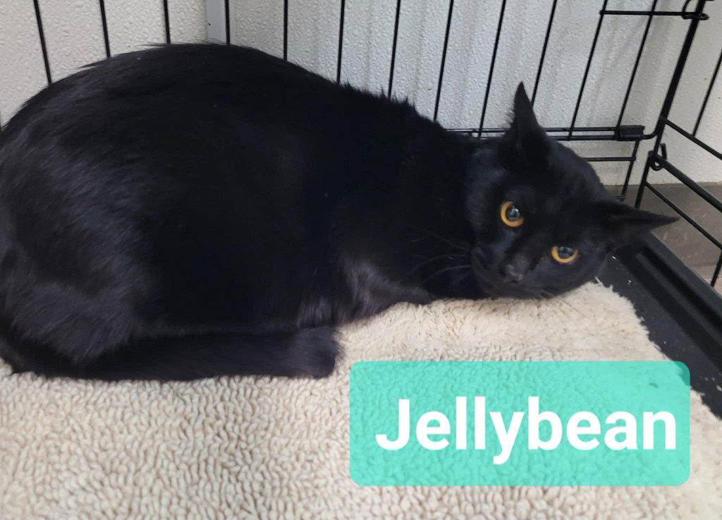Jelly Bean, photo 3