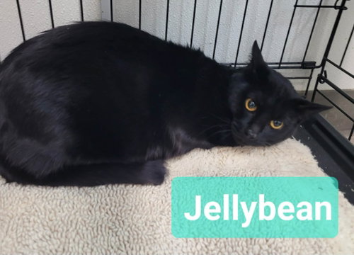 Photo 3 of Jelly Bean