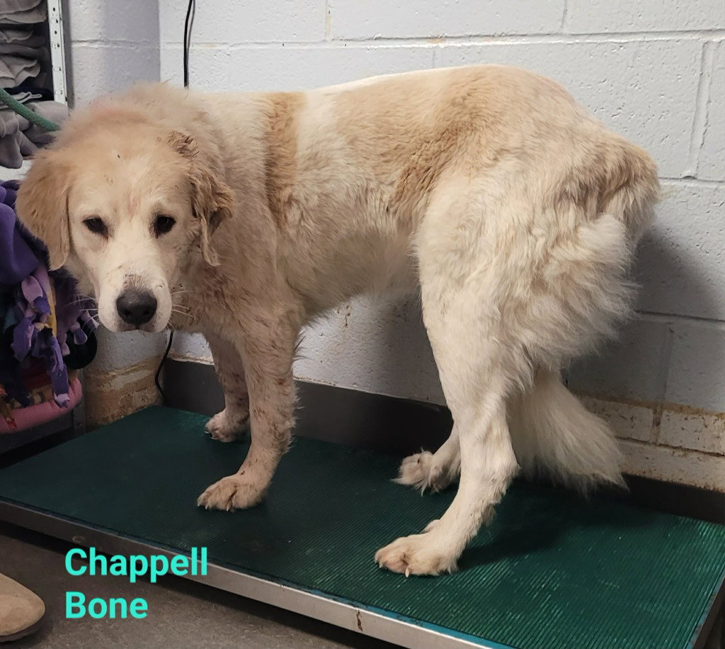 Chappell Bone Image
