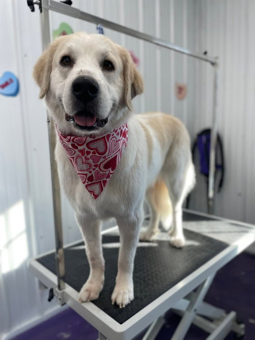 Chappell Bone, an adoptable Great Pyrenees in Richmond, IN