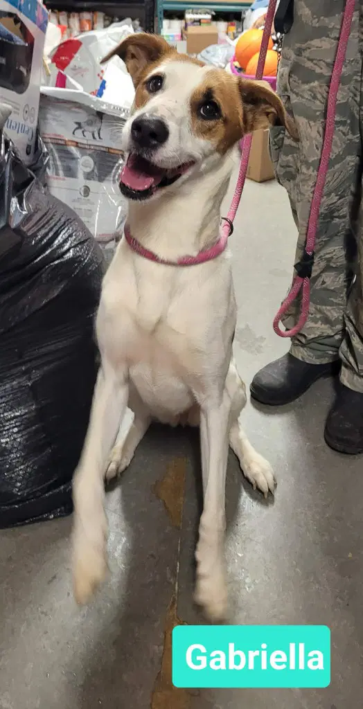Gabriella - Hound